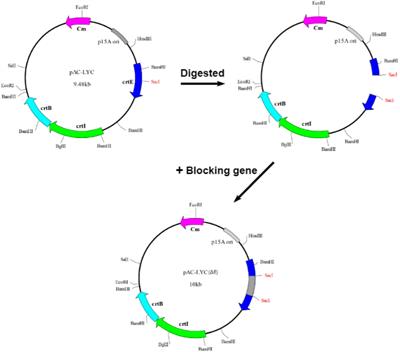 Functional verification and characterization of a type-III geranylgeranyl diphosphate synthase gene from Sporobolomyces pararoseus NGR